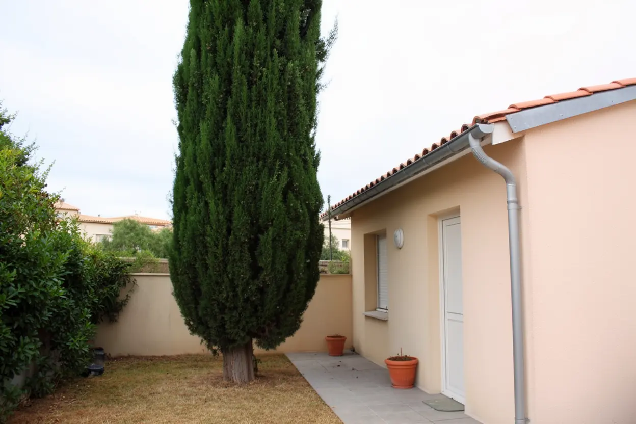 Cyprès dégagé après élagage à La Seyne-sur-Mer