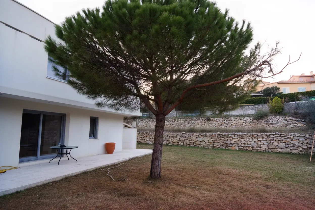 Pin dense avant taille douce à Toulon
